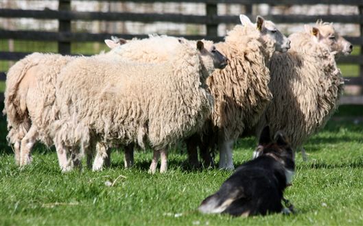 Click for large image