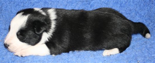 Click for large image