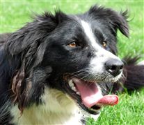 Click for large image