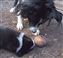 Astra Jet play ball with pups 10-09-2010 18-00-04.JPG