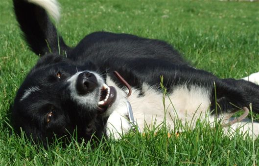 Click for large image