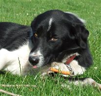 Click for large image