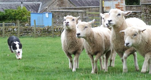 Click for large image