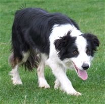 Click for large image