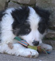 Click for large image