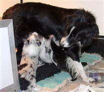 Click for large image