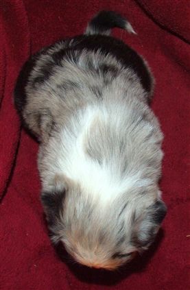 Click for large image