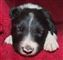Jet x Chum pup no 3 10-12-2020.JPG