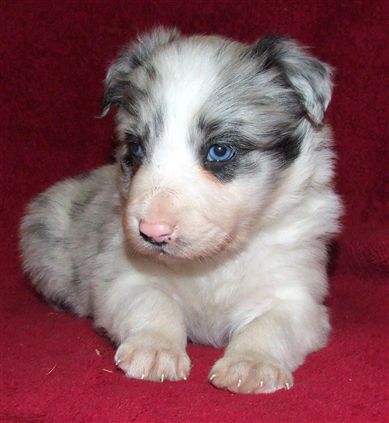 Click for large image