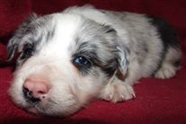 Click for large image