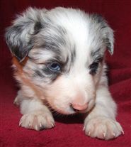 Click for large image