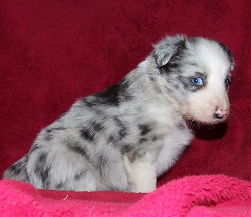 Click for large image