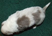 Click for large image