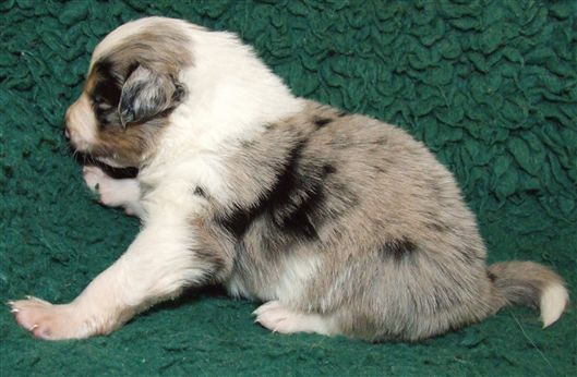 Click for large image