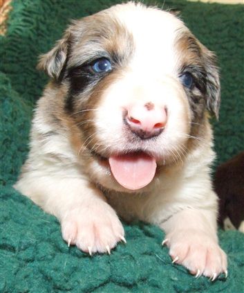 Click for large image