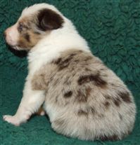 Click for large image