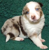 Click for large image