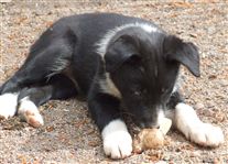 Click for large image