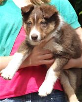 Click for large image