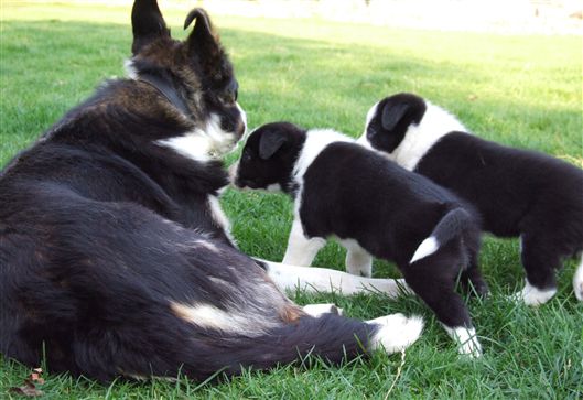 Click for large image