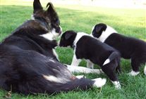 Click for large image