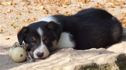 Click for large image