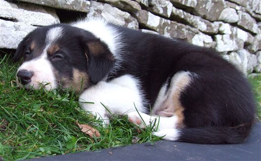 Click for large image