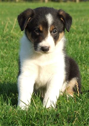 Click for large image