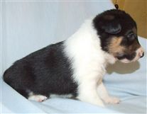 Click for large image