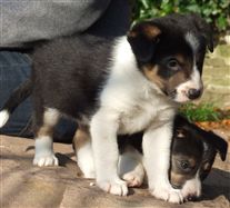 Click for large image