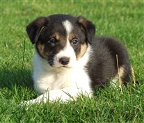 Click for large image