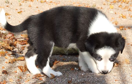 Click for large image