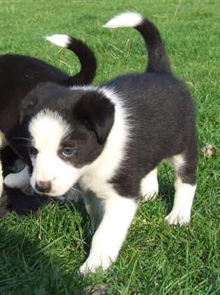 Click for large image