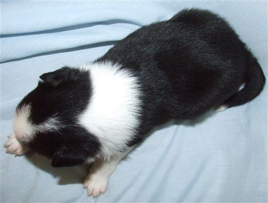 Click for large image