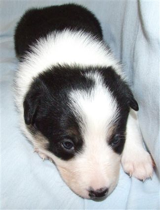 Click for large image