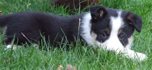 Click for large image