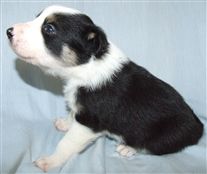 Click for large image