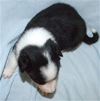 Click for large image