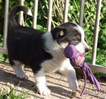 Click for large image