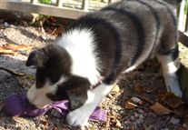 Click for large image