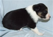 Click for large image