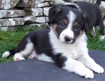 Click for large image