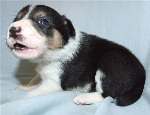 Click for large image