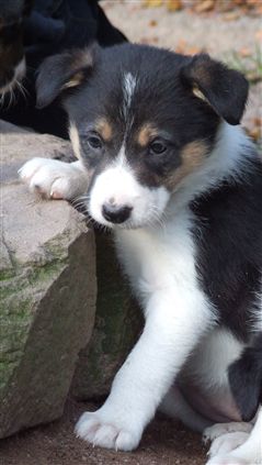 Click for large image