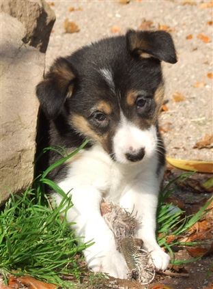 Click for large image