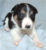 Click for large image