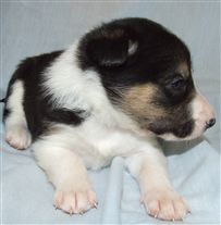 Click for large image