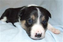 Click for large image