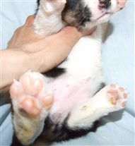 Click for large image