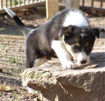 Click for large image